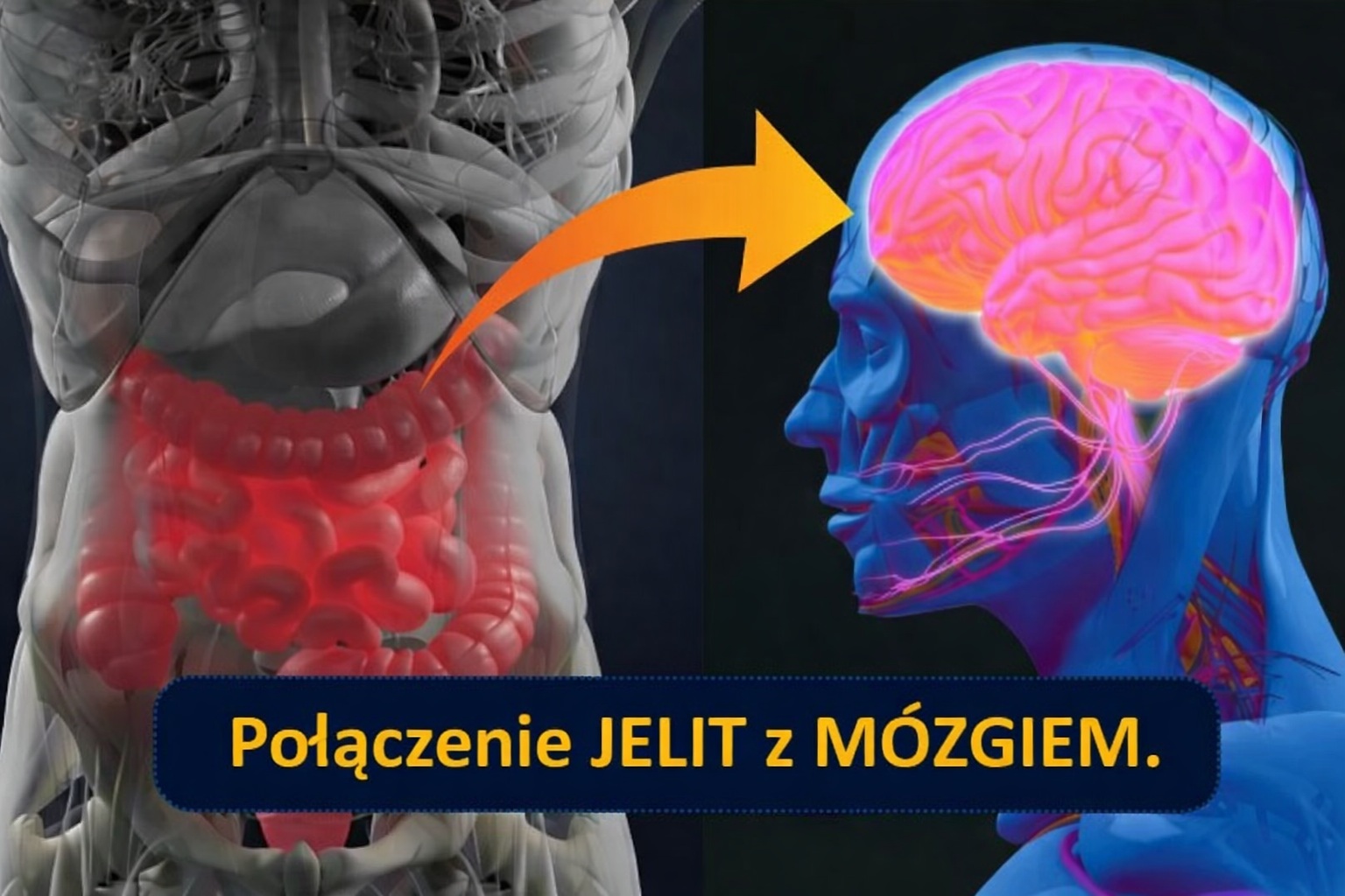 Brain gut axis od easylight